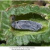 carcharodus flocciferus pupa 1